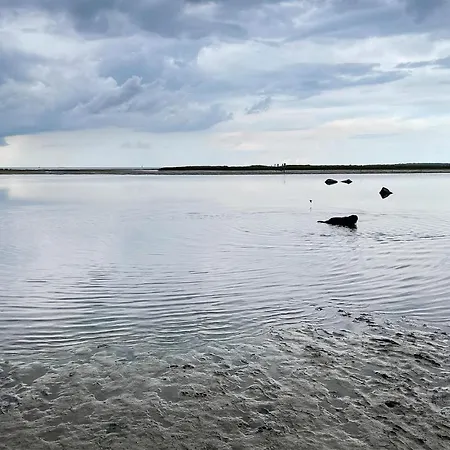 Seeschwalbe *